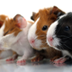 Illustration for article titled The Cruelty-Free Part Of Your Cosmetics Is Meaningless